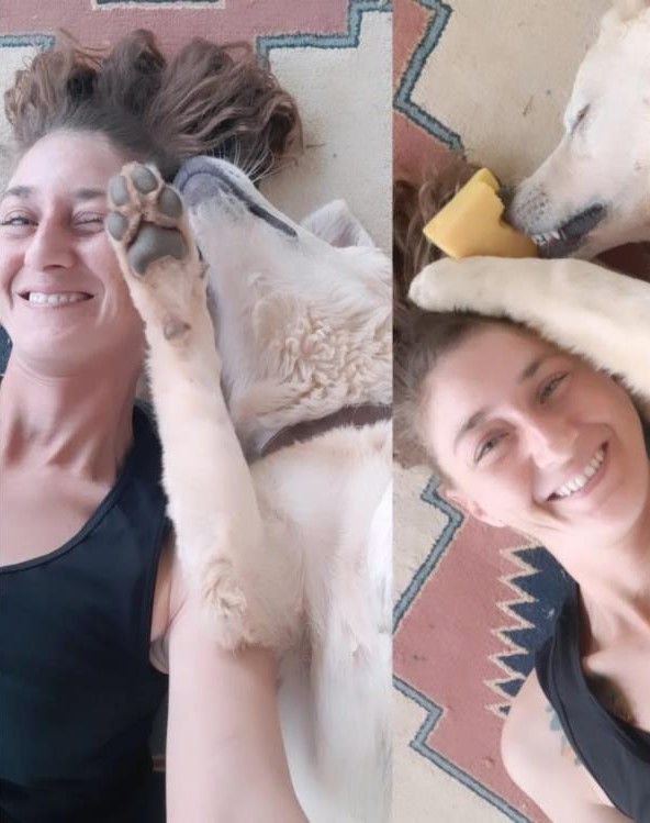 Bodrum'da kedi ve köpek katliamı