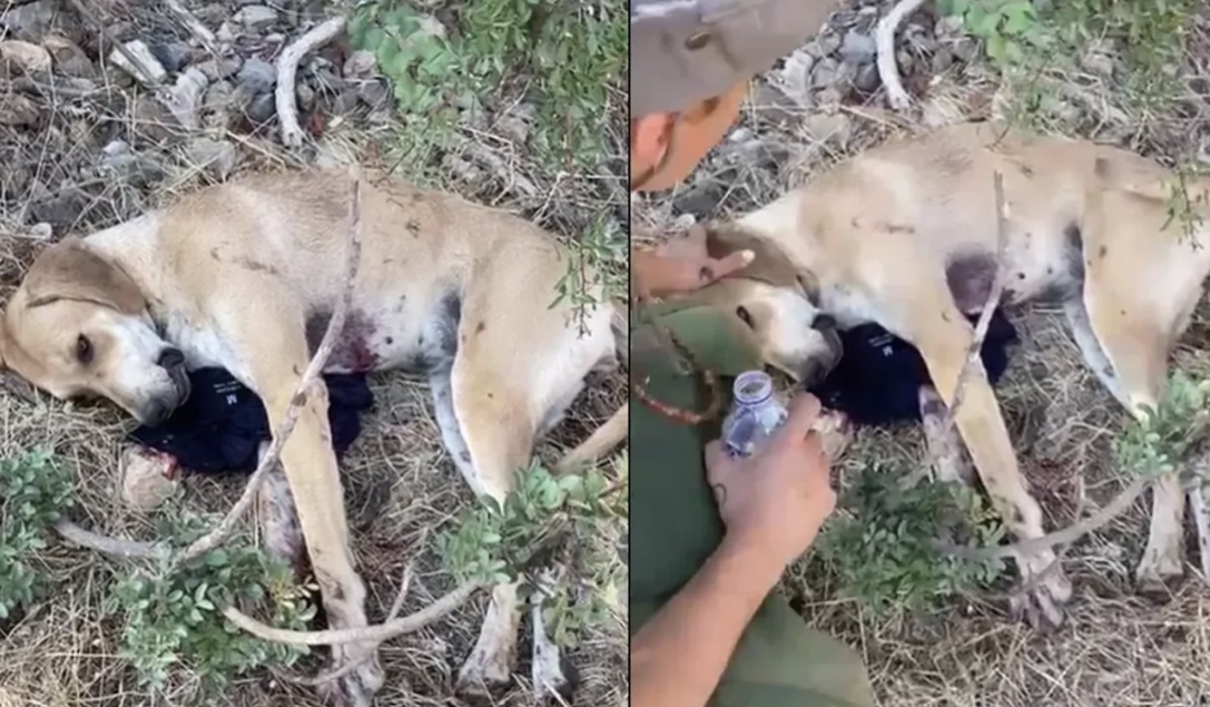 Bodrum’da bir köpek tüfekle vuruldu! Bu caniler aramızda yaşamamalı!