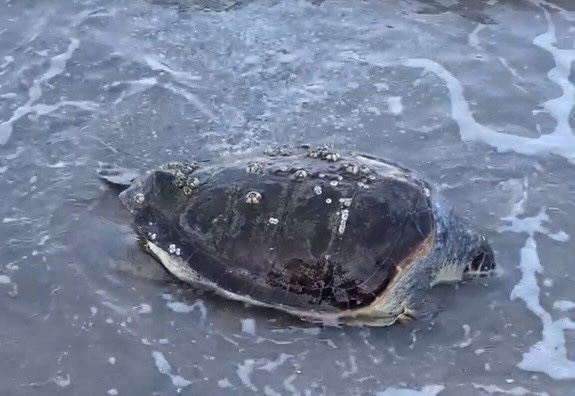 Bodrum'da caretta caretta kıyıya vurdu