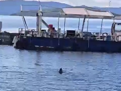 Bodrum'da Akdeniz foku görüntülendi