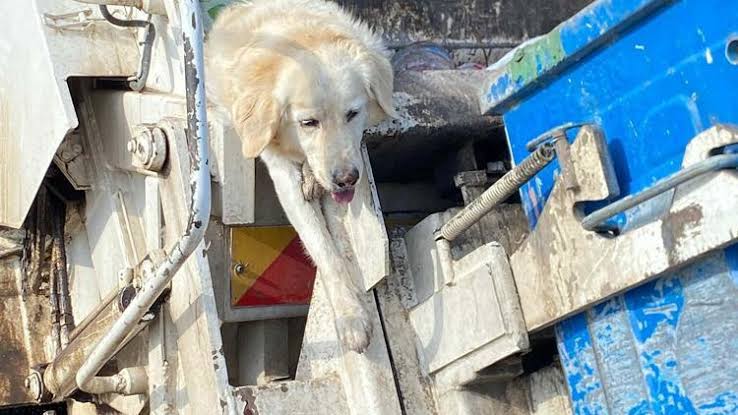 Çöp konteynerinde bulunan köpek 24 gün sonra öldü