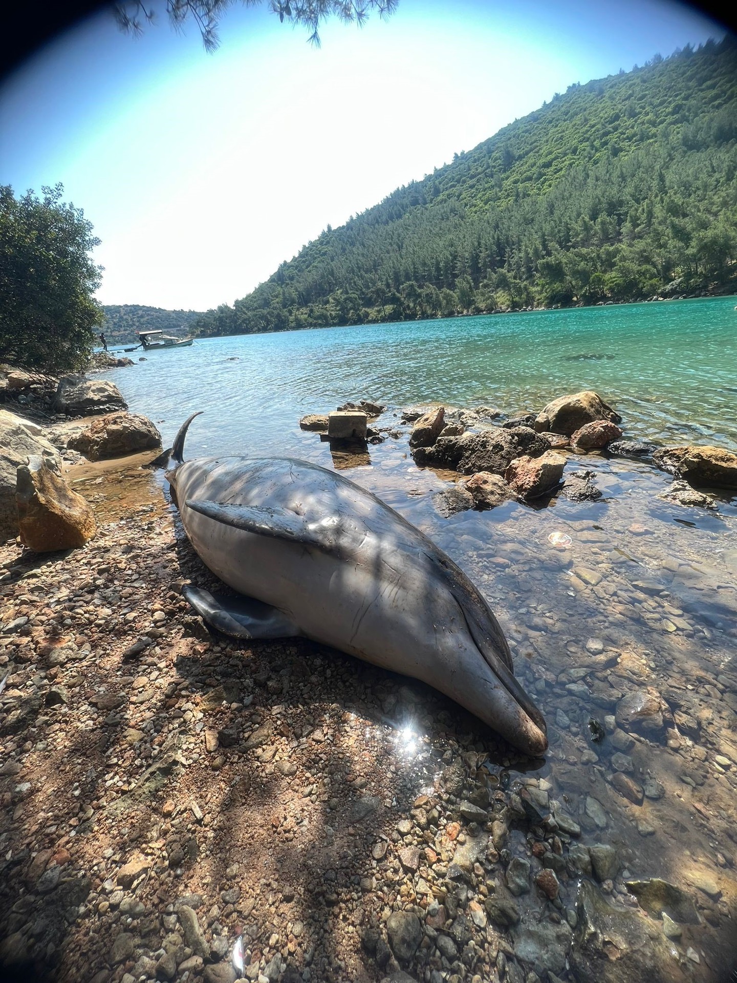 Cennet koyda ölü ‘Yunus’ karaya vurdu!