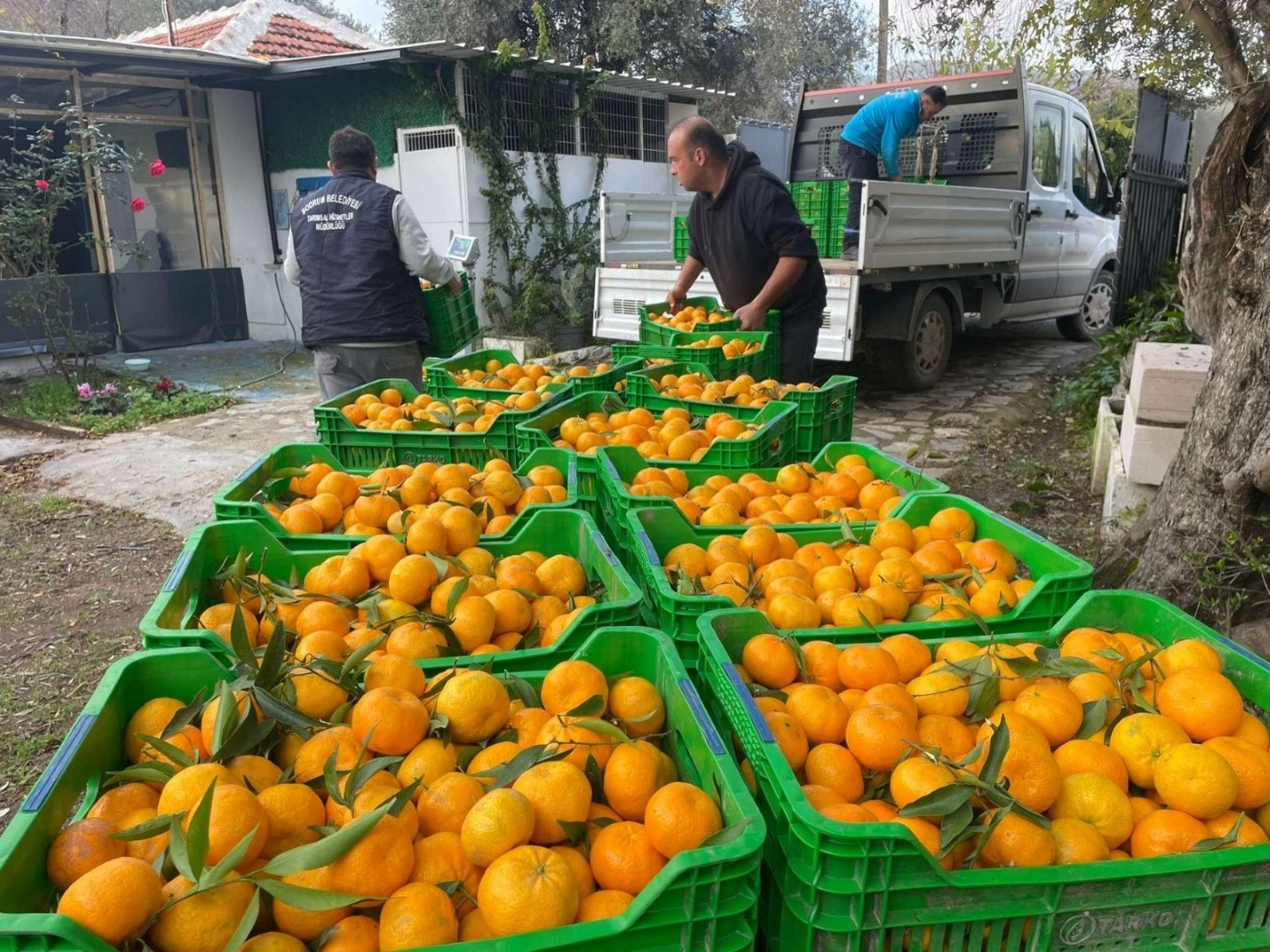 Belediyeden mandalina üreticilerine destek: 50 ton mandalina vatandaşa dağıtılacak 