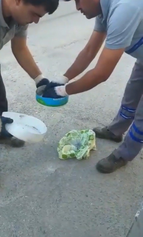 Yavru kedileri poşet içerisinde canlı canlı çöpe atmışlar  