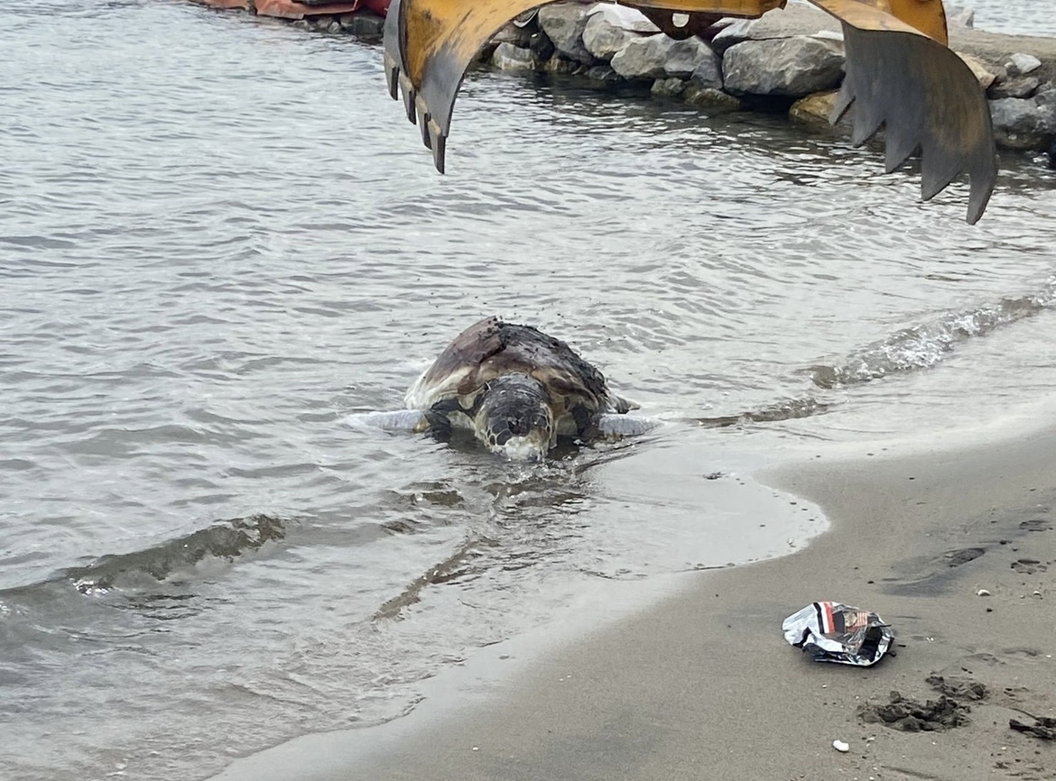 Bodrum'da deniz kaplumbağası sahile vurdu