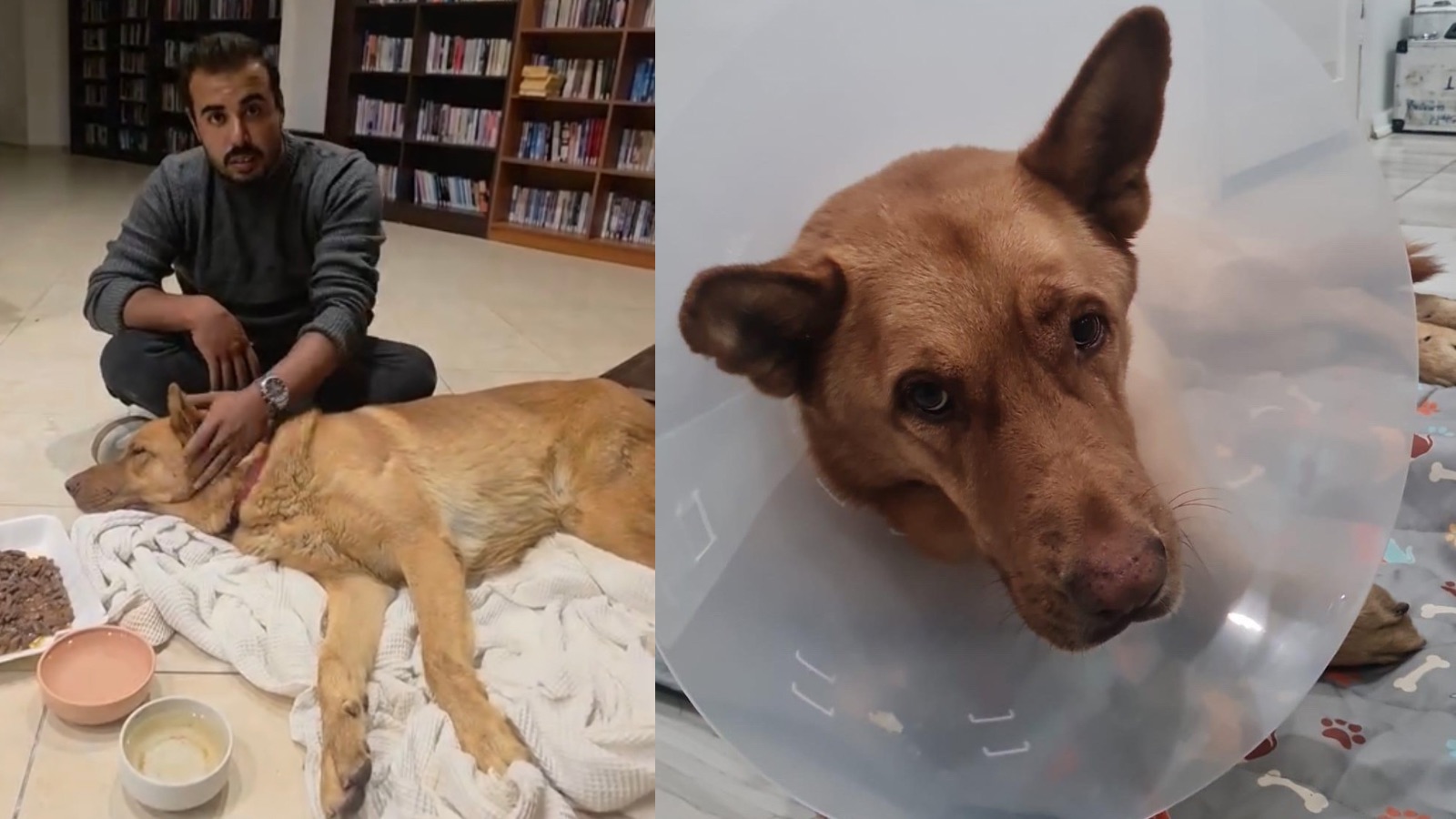 Bodrum Gündoğan’da Köpeğe Araç Çarptı: Tarçın Zorlu Bir Ameliyat Geçirdi