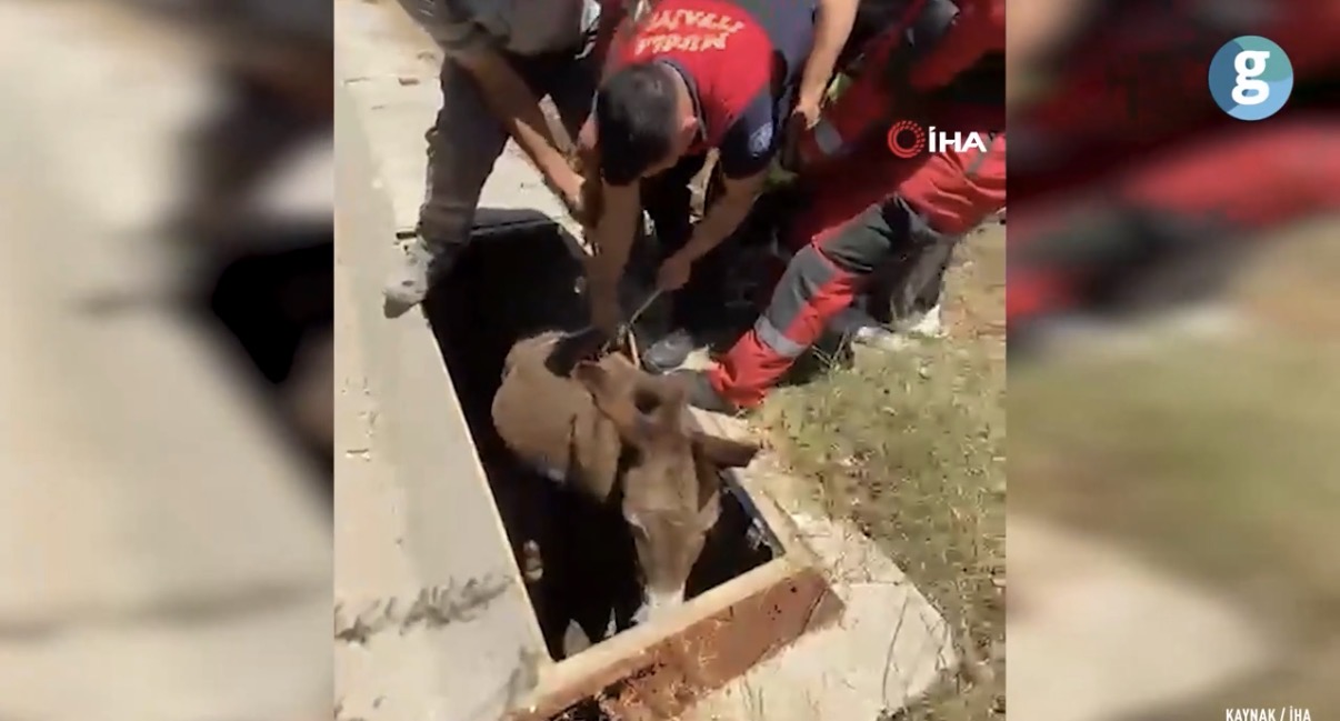 Bodrum'da havalandırma boşluğuna düşen eşek kurtarıldı