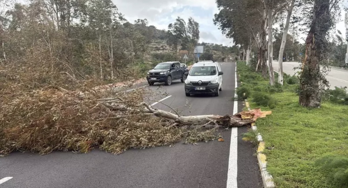 Bodrum’da fırtına; ağaçlar devrildi, motoryat karaya oturdu, feribot seferleri iptal edildi