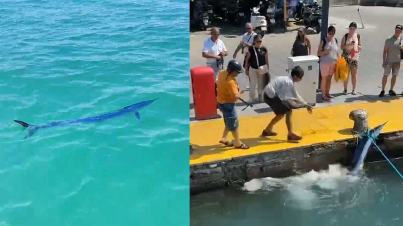 Bakanlıktan zıpkınla vurulan balık olayı ile ilgili açıklama