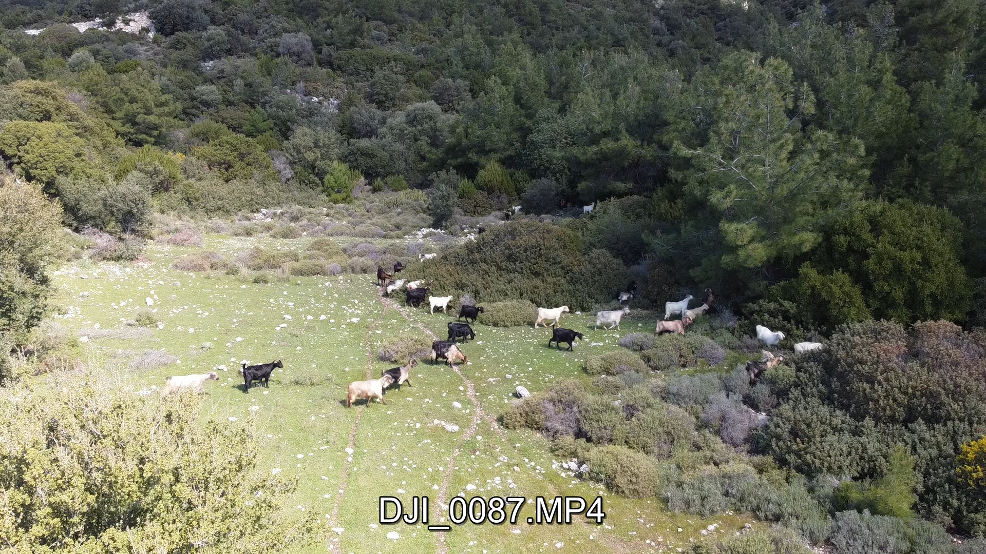 SÜRÜYÜ DRONE İLE GÜDÜYOR...
