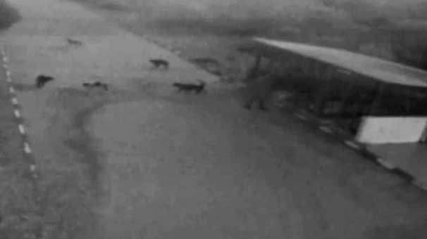 BARINAKTAKİ 100 KÖPEĞİ SERBEST BIRAKTI!