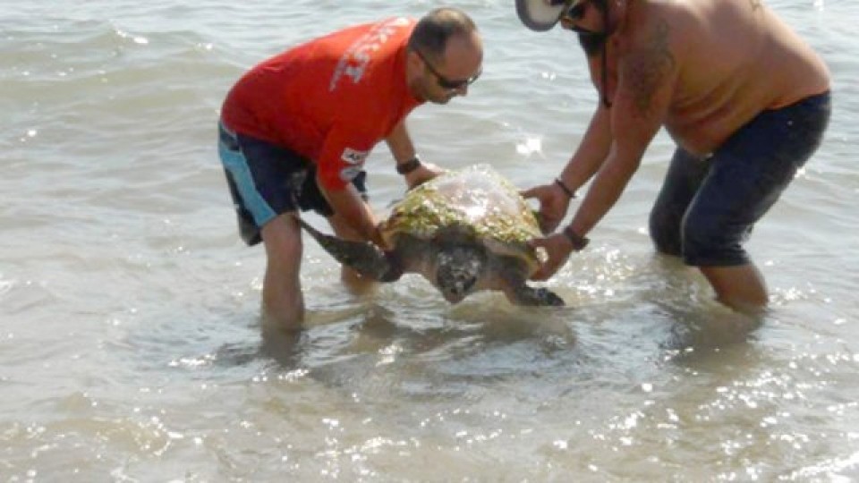 Caretta caretta operasyonu