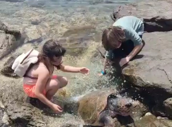 Çocuklar sahile vuran kaplumbağa için seferber oldu