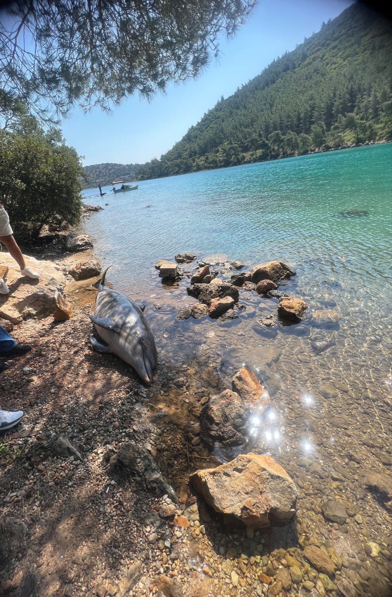 Cennet koyda ölü ‘Yunus’ karaya vurdu!