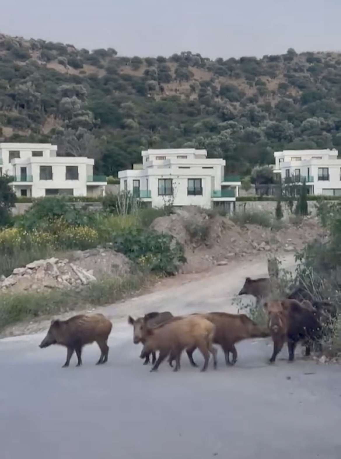 Bodrum Küçükbük’te ‘Aile Boyu Şehir Turu’: Acıkan domuzlar soluğu sahilde aldı 