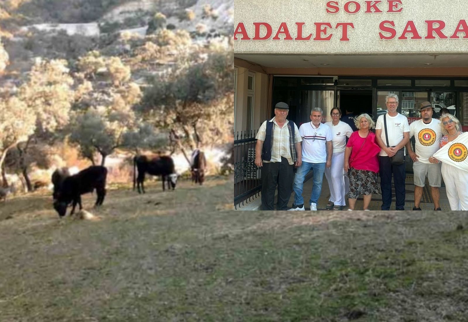 Aydın dağlarını cehenneme çeviren maden şirketine ruhsat iptali davası açtılar