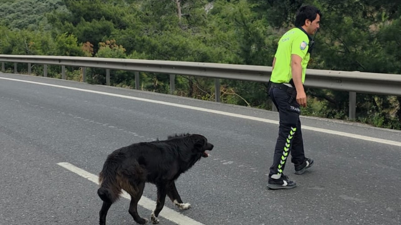 Zincirleme kazadan sonra yol ortasında kalan köpeğe polis sahip çıktı