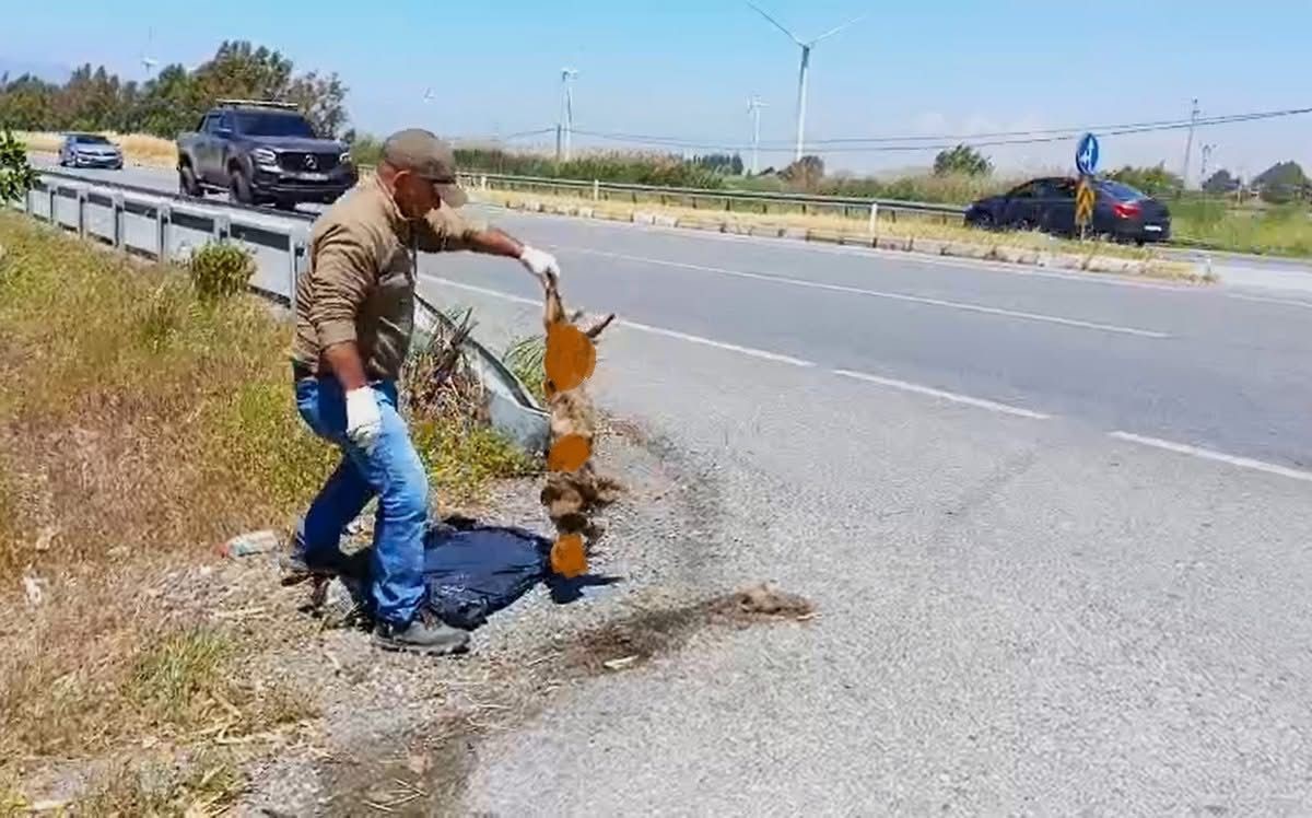 Bir Saz Kedisi daha canından oldu! ‘Çok nadir ve önemli bir türü daha kaybettik’