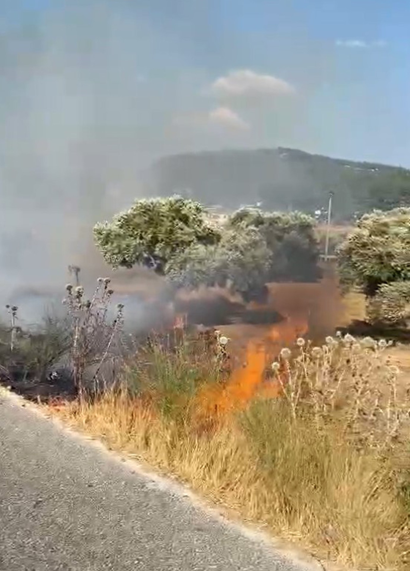 Milas-Bodrum karayolunda zeytinlik yangını