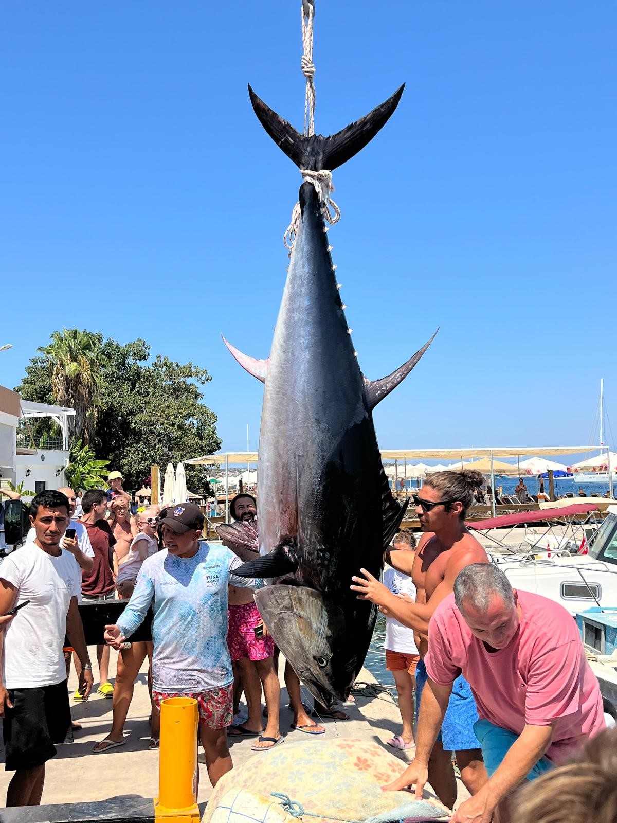 Bodrum'da 370 kiloluk orkinos yakalandı