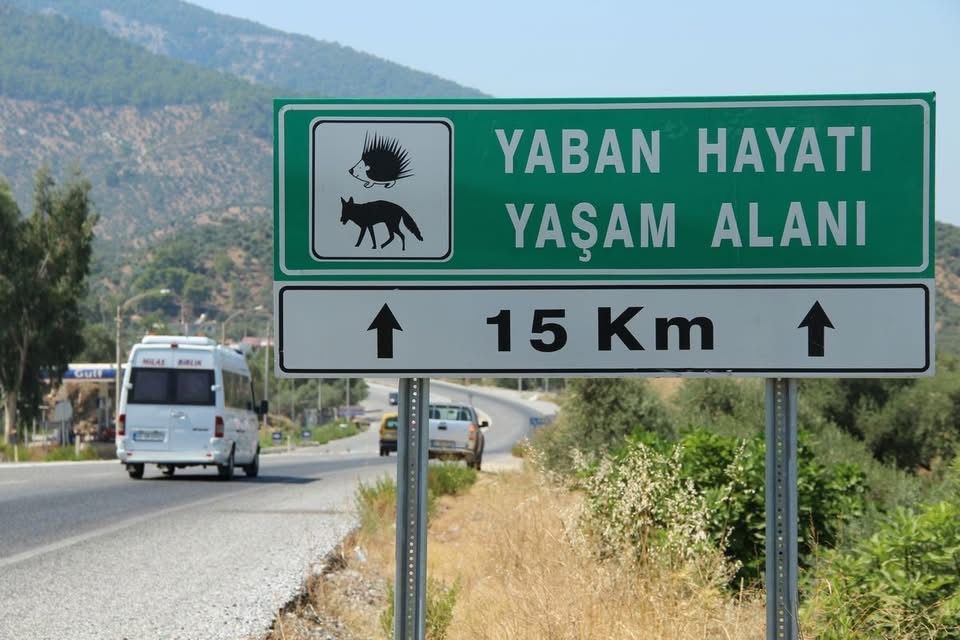 Bir Saz Kedisi daha canından oldu! ‘Çok nadir ve önemli bir türü daha kaybettik’
