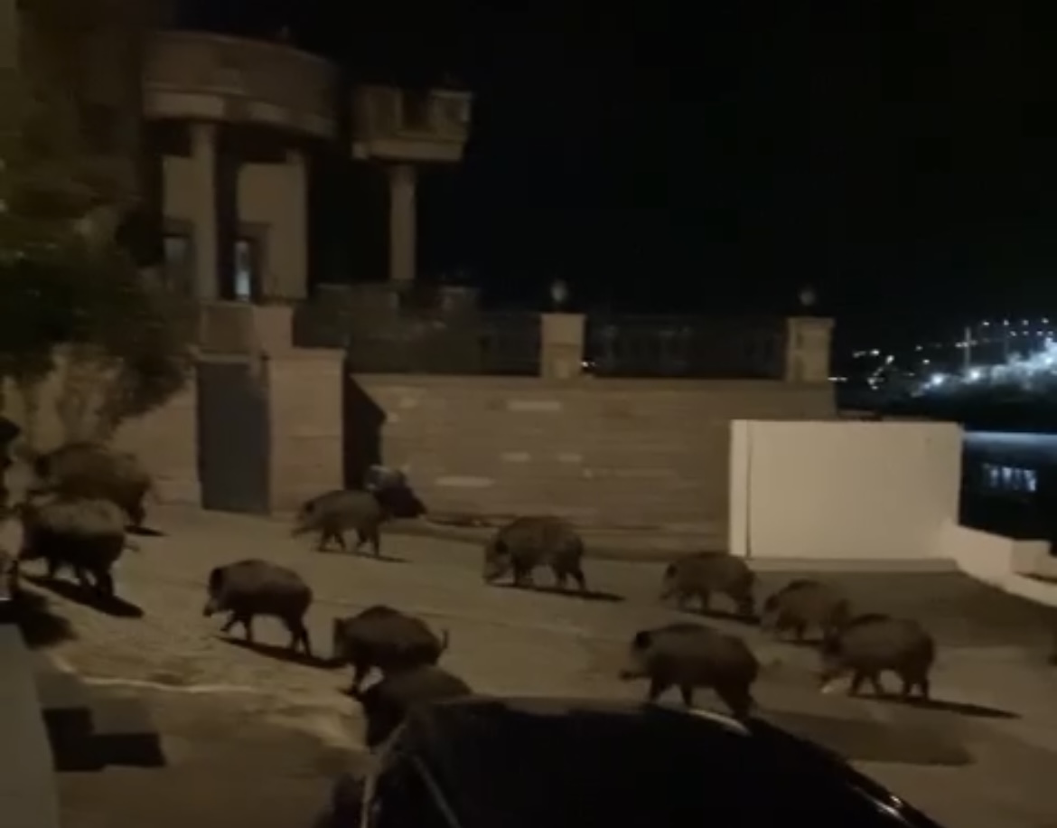 Domuz sürüsü Gündoğan Sahilinde yemek aradı 