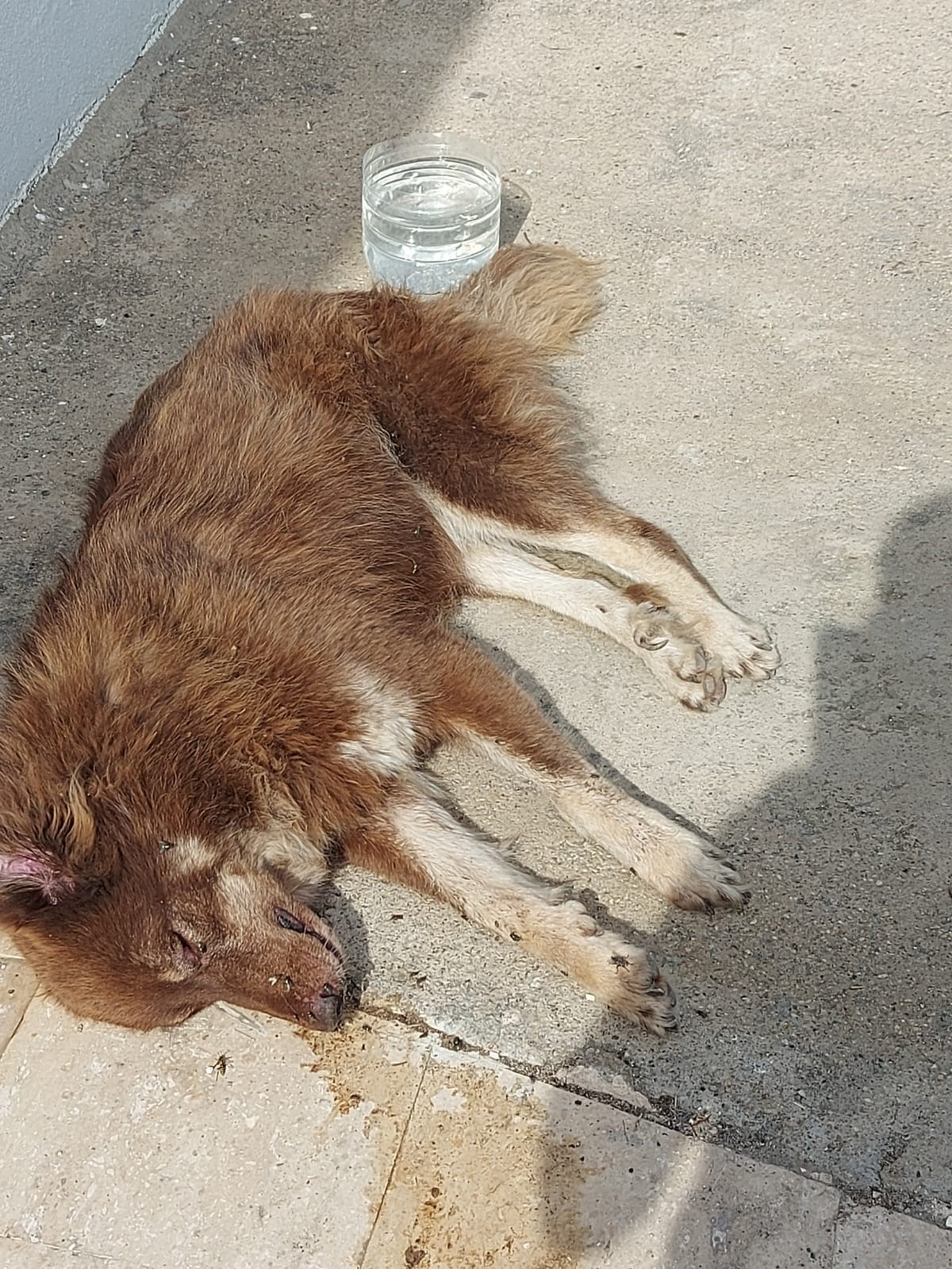 Bodrum’da köpekleri zehirlediler