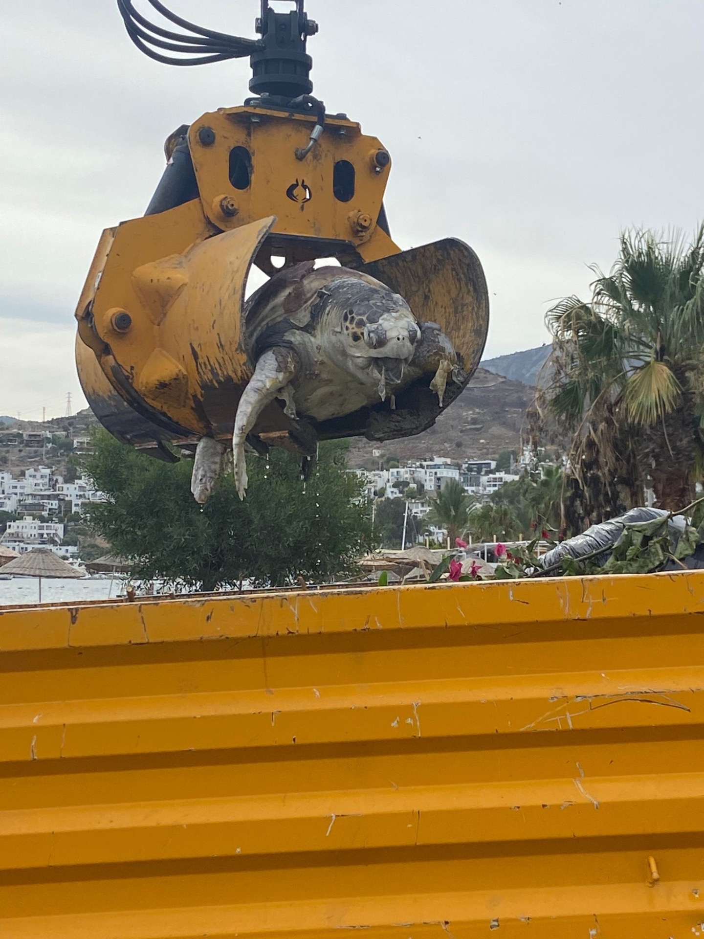 Bodrum'da deniz kaplumbağası sahile vurdu