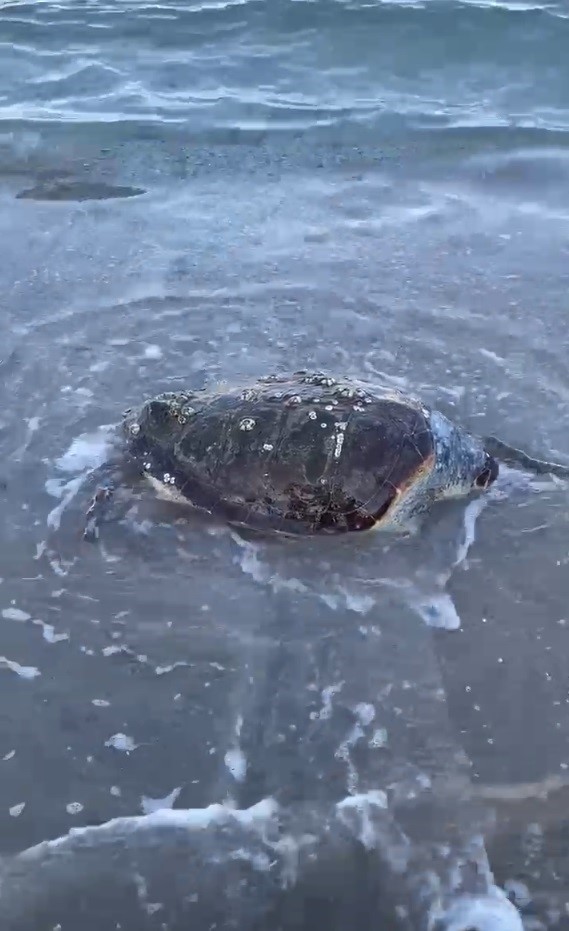 Bodrum'da caretta caretta kıyıya vurdu