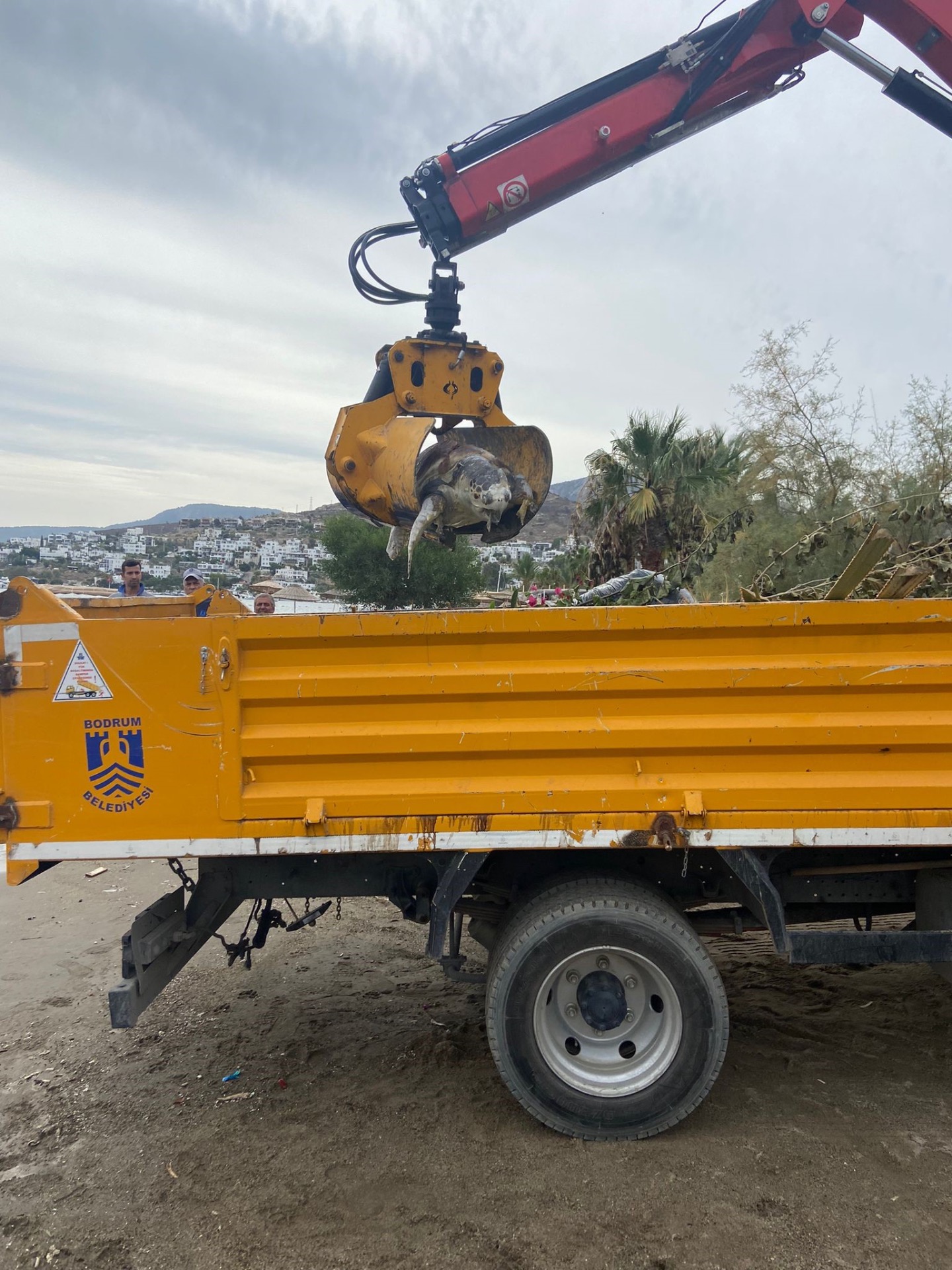 Bodrum'da deniz kaplumbağası sahile vurdu