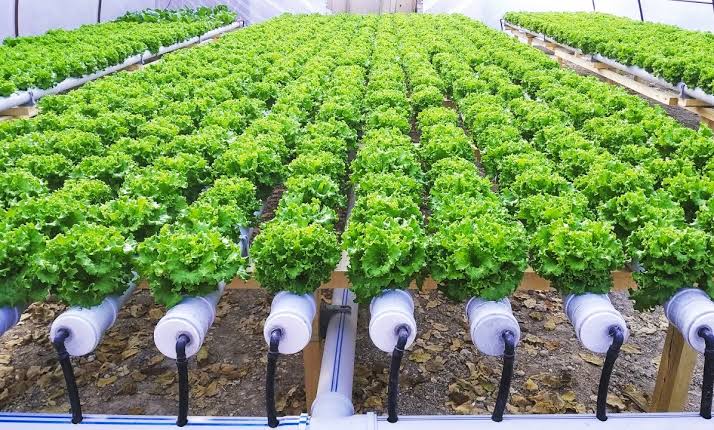 Bodrum’da ‘Hidroponik’ tarım çalışmaları başlıyor