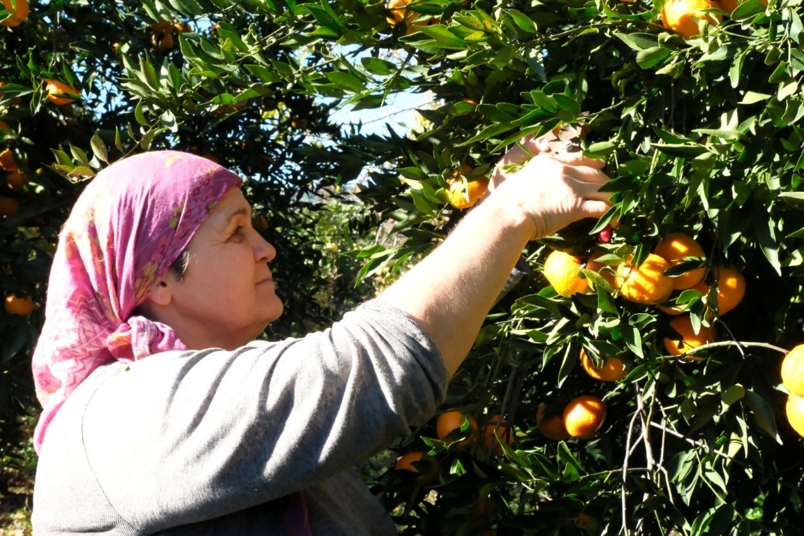 Başkan Mandalinci, mandalina hasadına katıldı