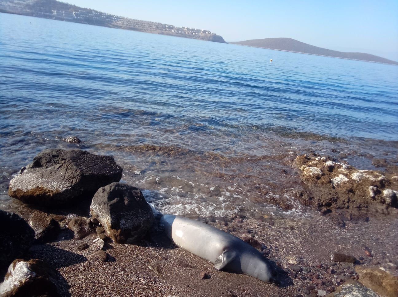 Akdeniz Foku, ölü halde kıyıya vurdu