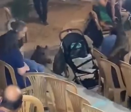 Bodrum’da Yaban domuzu düğüne daldı