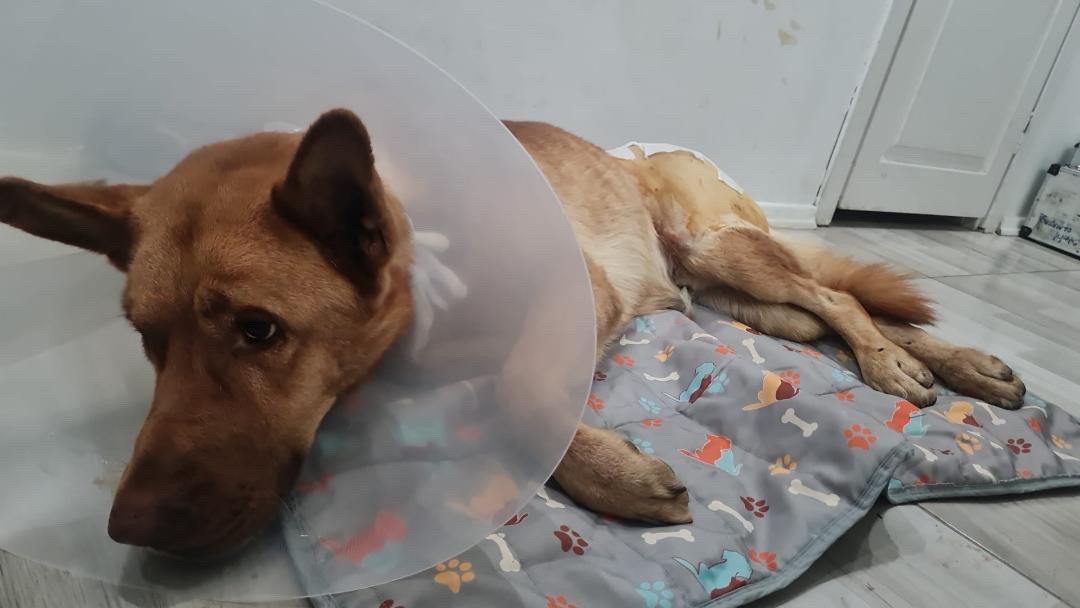 Bodrum Gündoğan’da Köpeğe Araç Çarptı: Tarçın Zorlu Bir Ameliyat Geçirdi