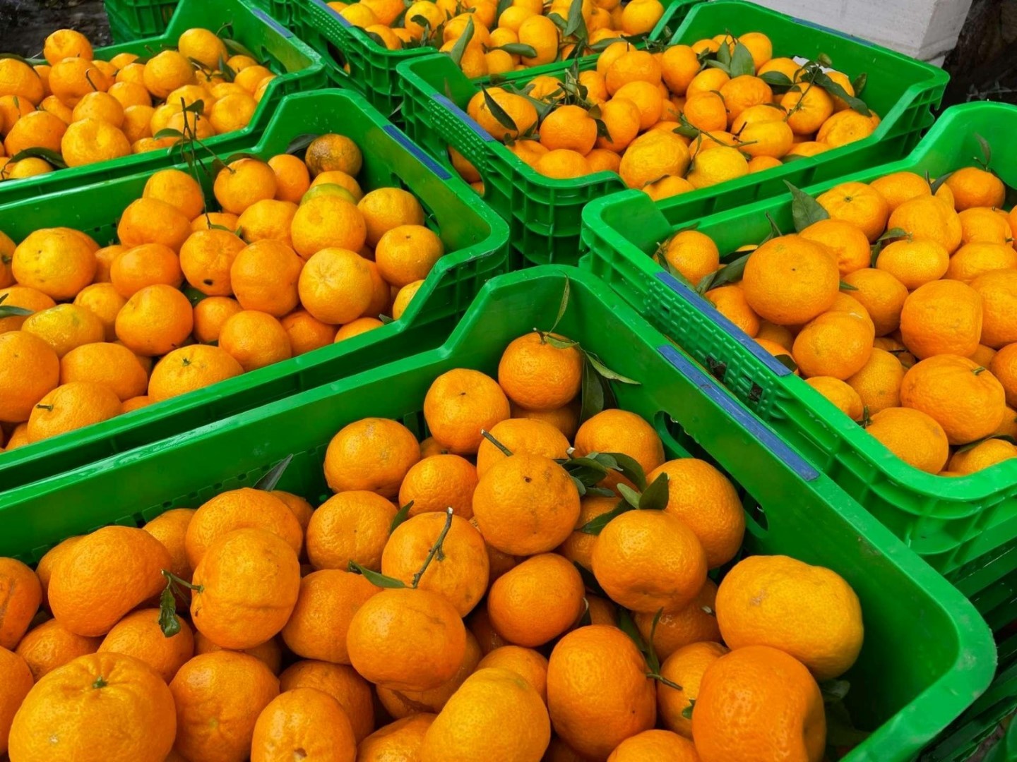 Belediyeden mandalina üreticilerine destek: 50 ton mandalina vatandaşa dağıtılacak 