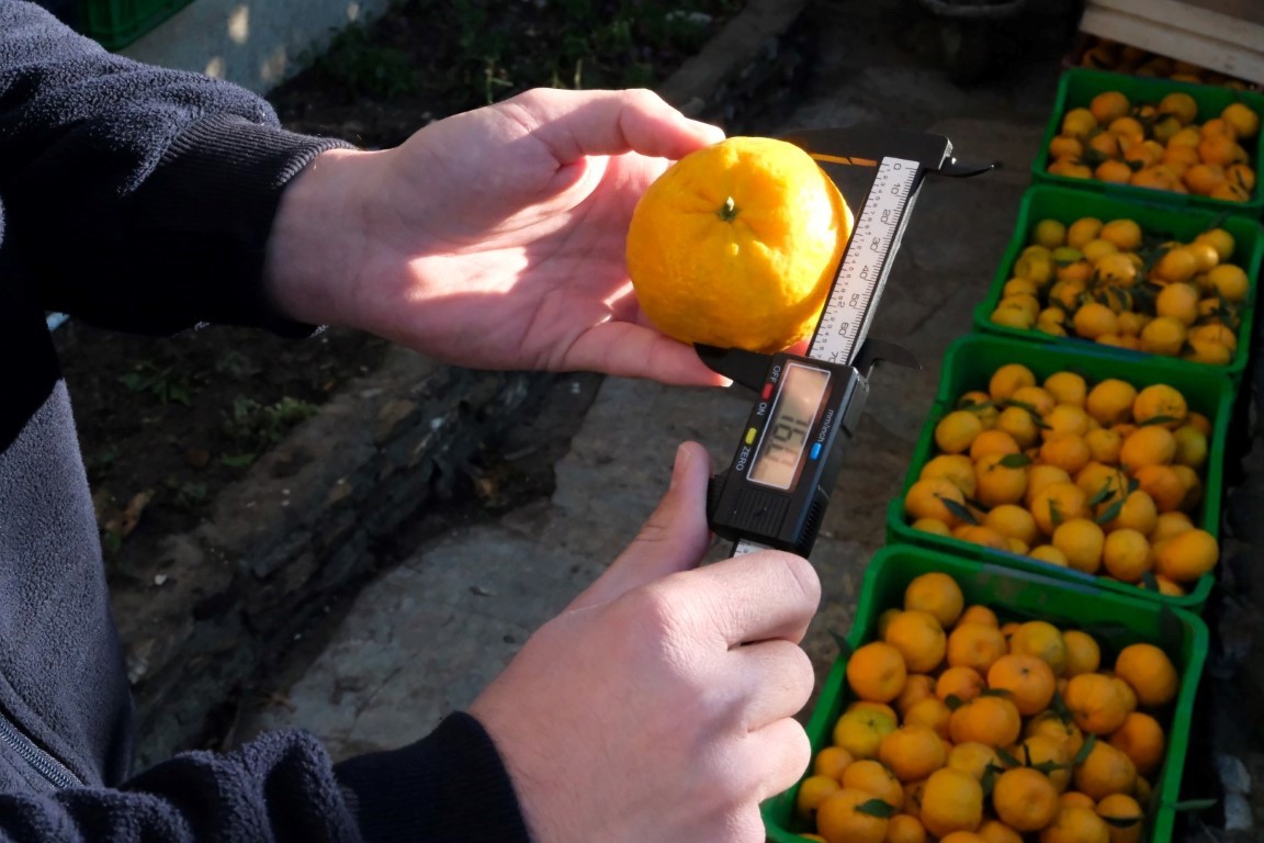 Başkan Mandalinci, mandalina hasadına katıldı