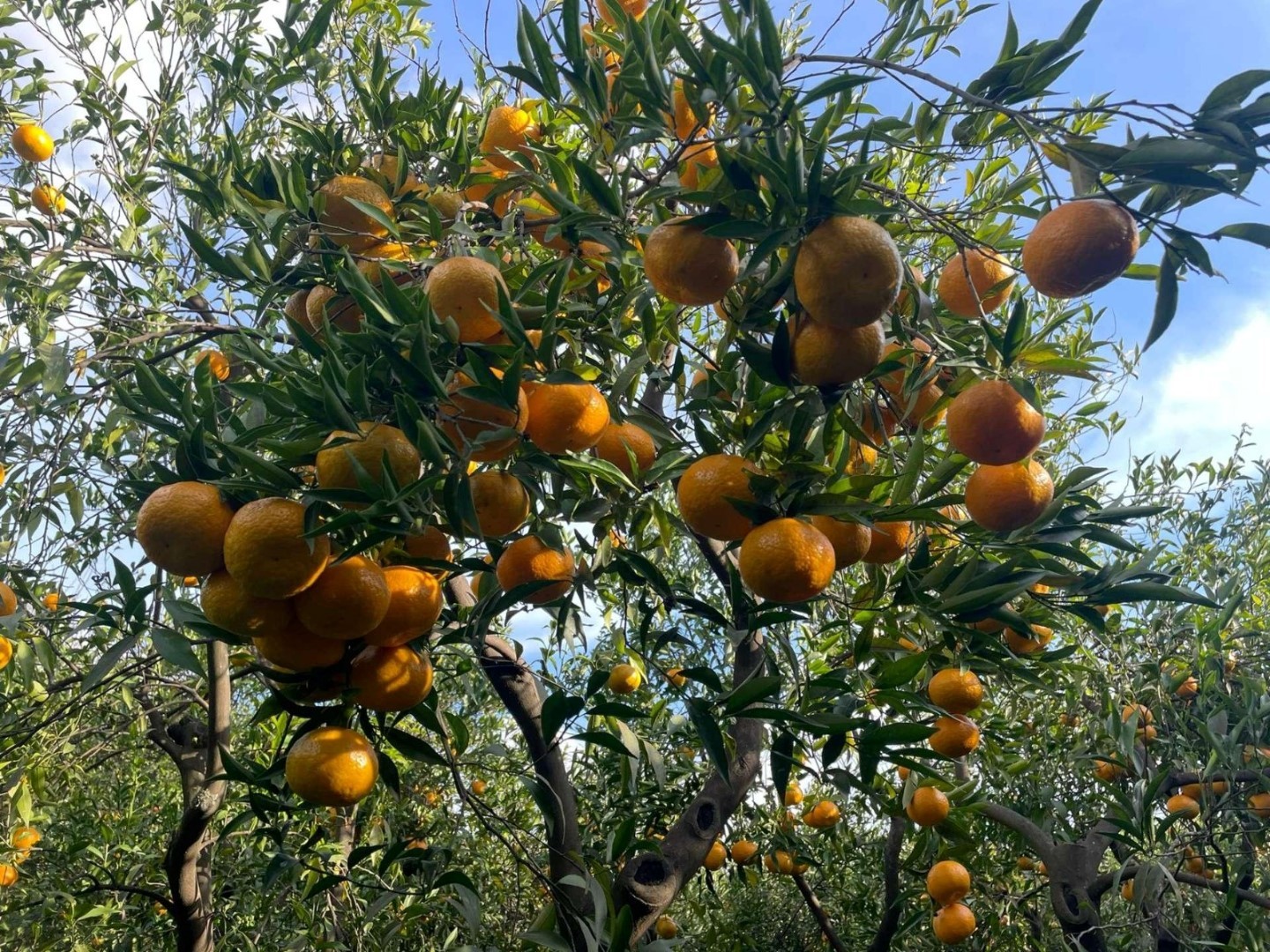 Belediyeden mandalina üreticilerine destek: 50 ton mandalina vatandaşa dağıtılacak 