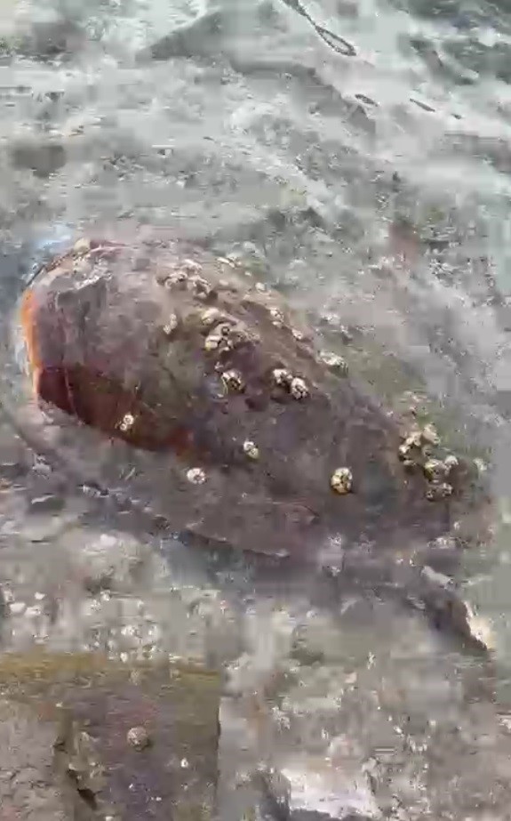 Bodrum'da caretta caretta kıyıya vurdu