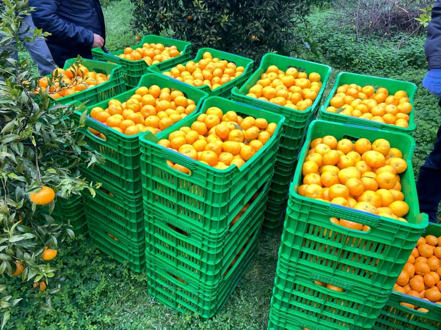 Belediyeden mandalina üreticilerine destek: 50 ton mandalina vatandaşa dağıtılacak 