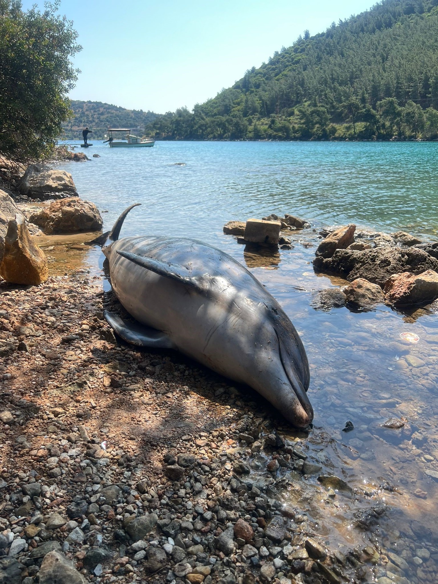 Cennet koyda ölü ‘Yunus’ karaya vurdu!