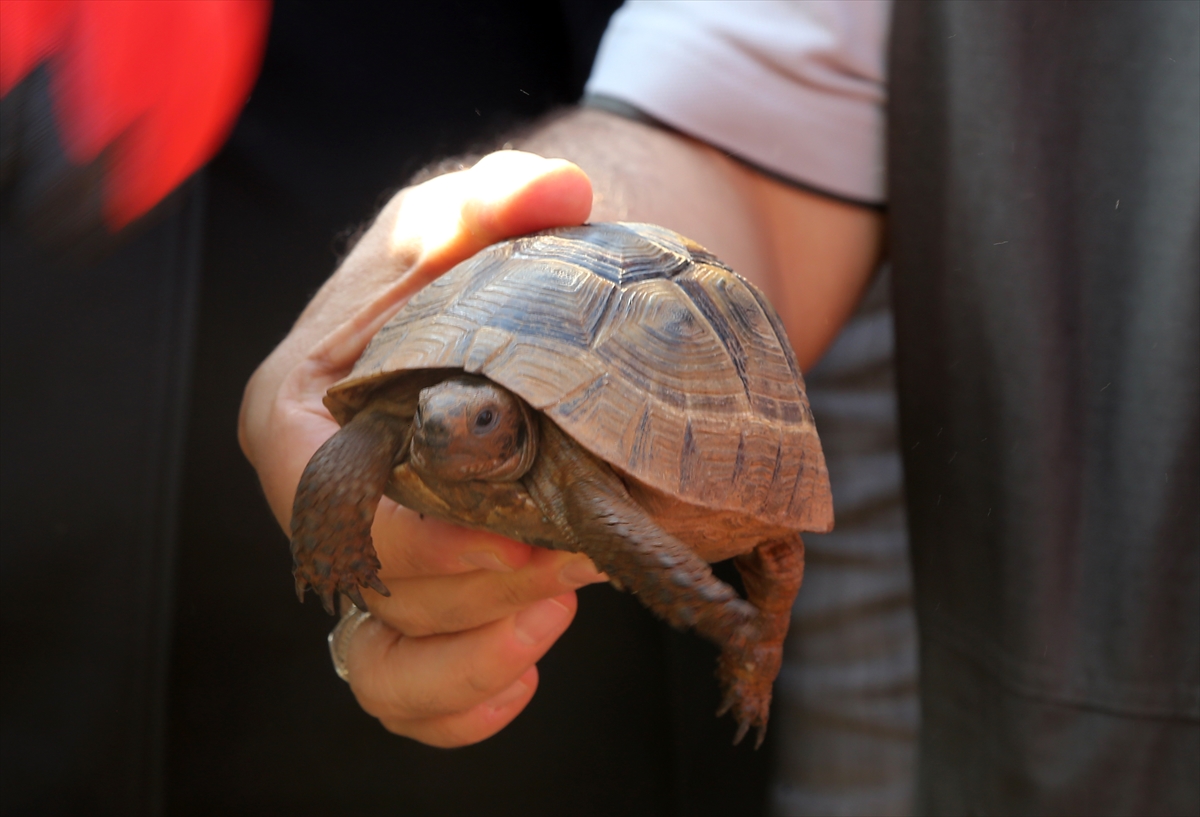 Marmaris'teki yangında mahsur kalan kirpi ve kaplumbağayı hayvanseverler kurtardı