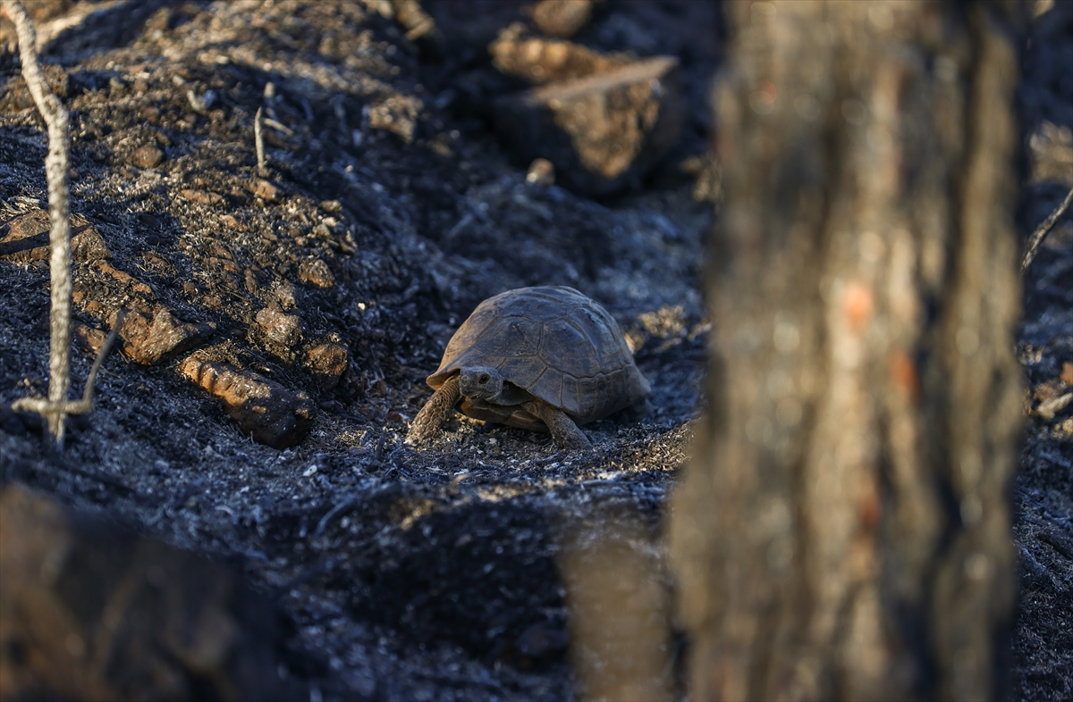 Yangından toprağın altına gizlenerek kurtulan hayvanları arıyorlar