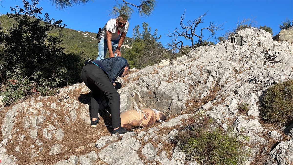 Bodrum'da çarşafa sarılı dağlık alana bırakılan paketten köpek ölüsü çıktı