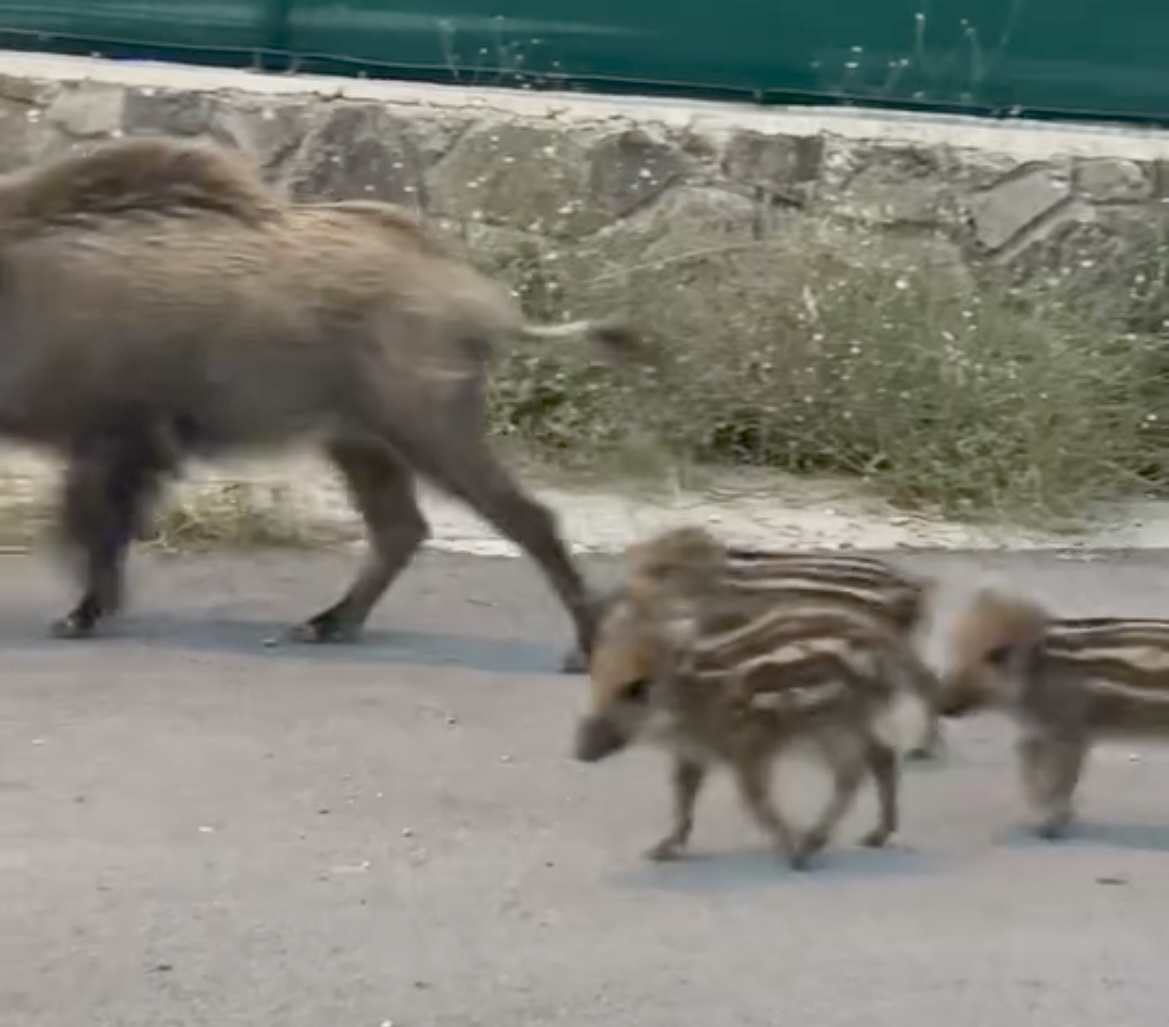 Bodrum Küçükbük’te ‘Aile Boyu Şehir Turu’: Acıkan domuzlar soluğu sahilde aldı 