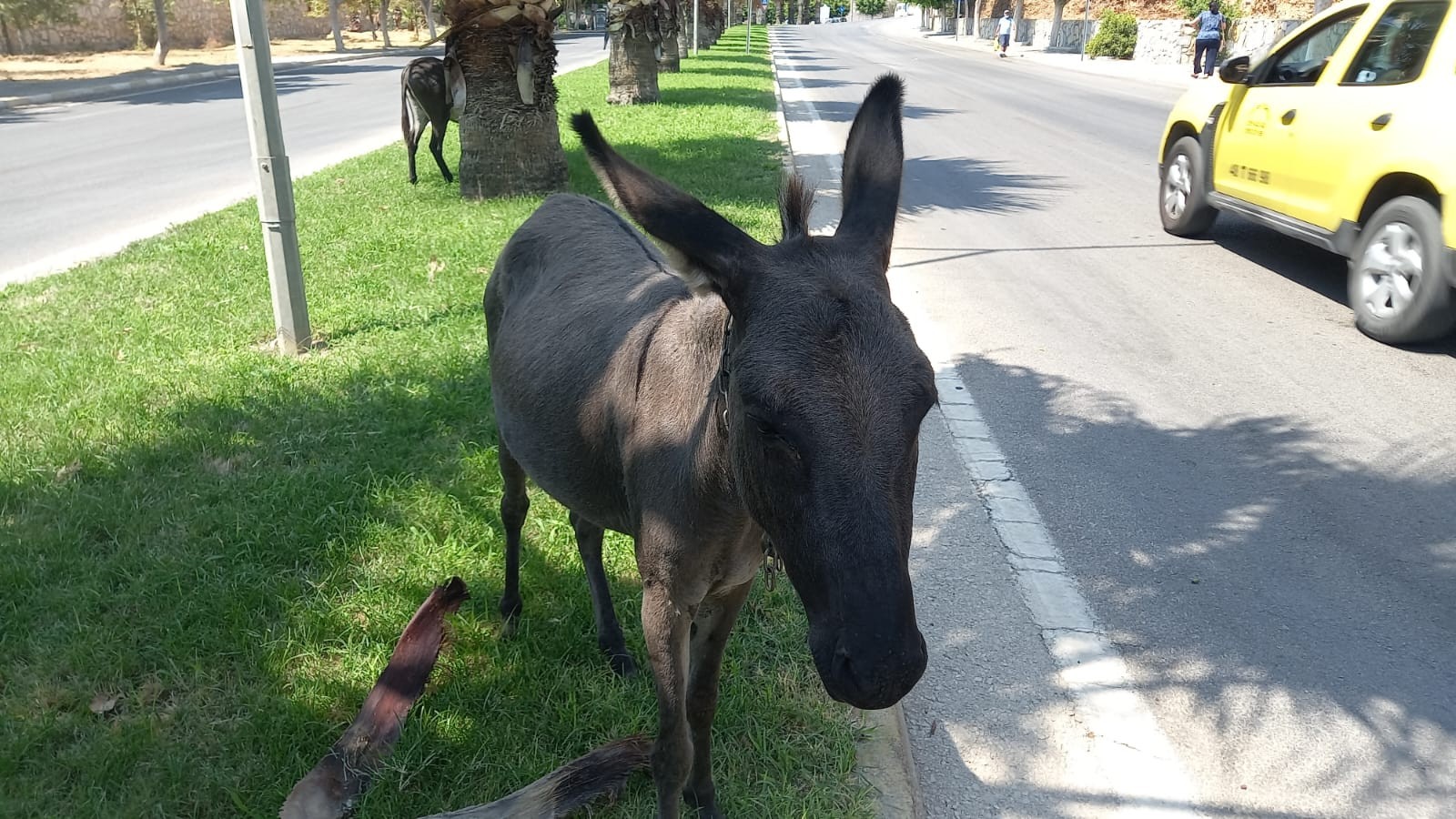 Bodrum'da başıboş eşeklerin çimen keyfi