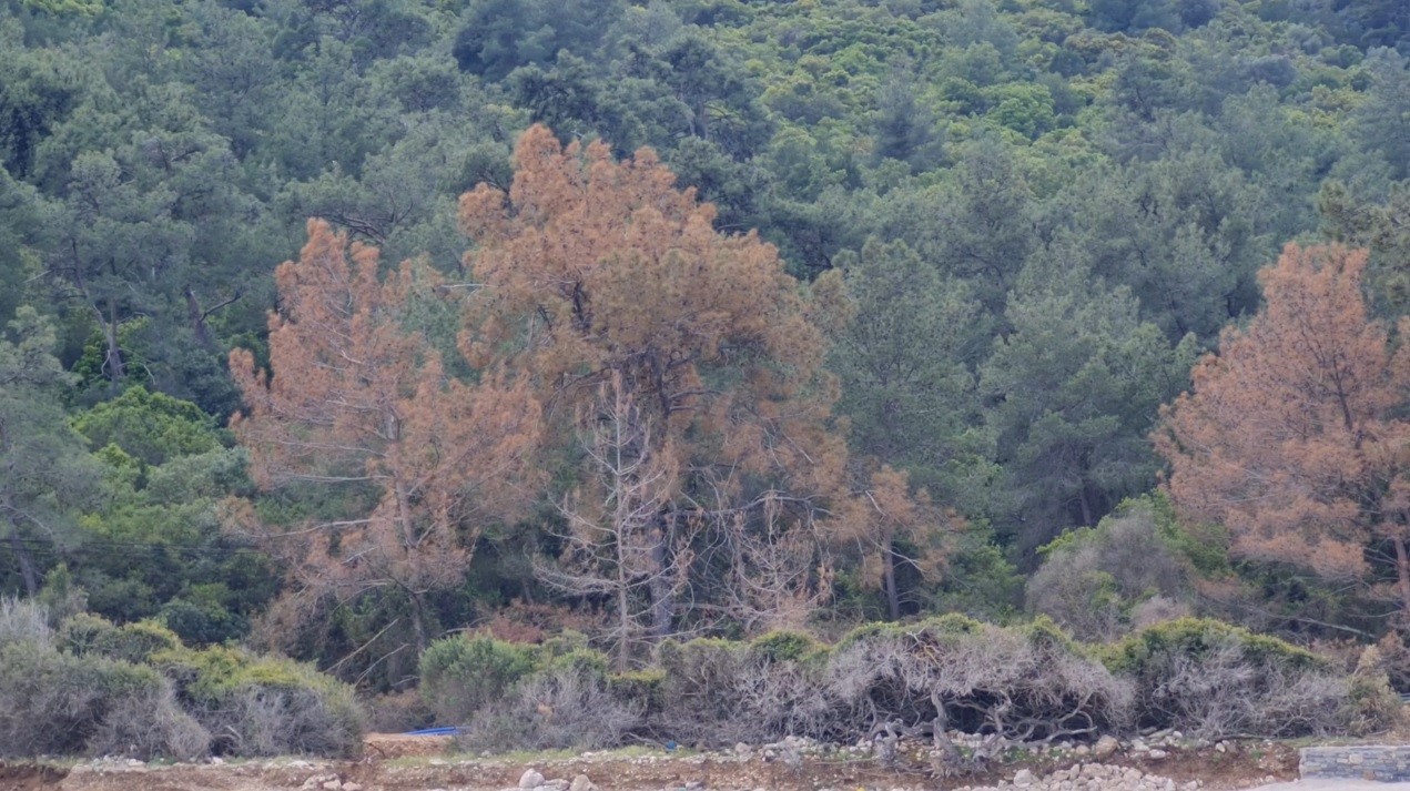 Bodrum'da denize dökülen kum kaldırılıyor, beton bloklar için ise talimat verildi