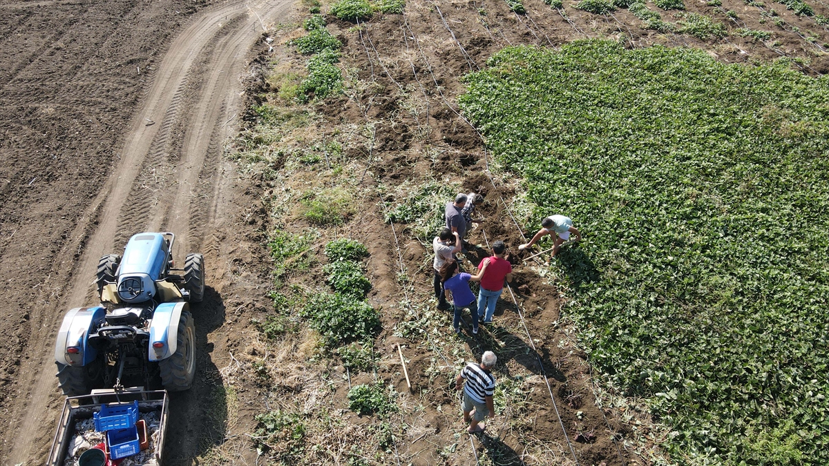 Ana vatanı Güney Amerika olan 'tatlı patates' Muğla iklimine uyum sağladı