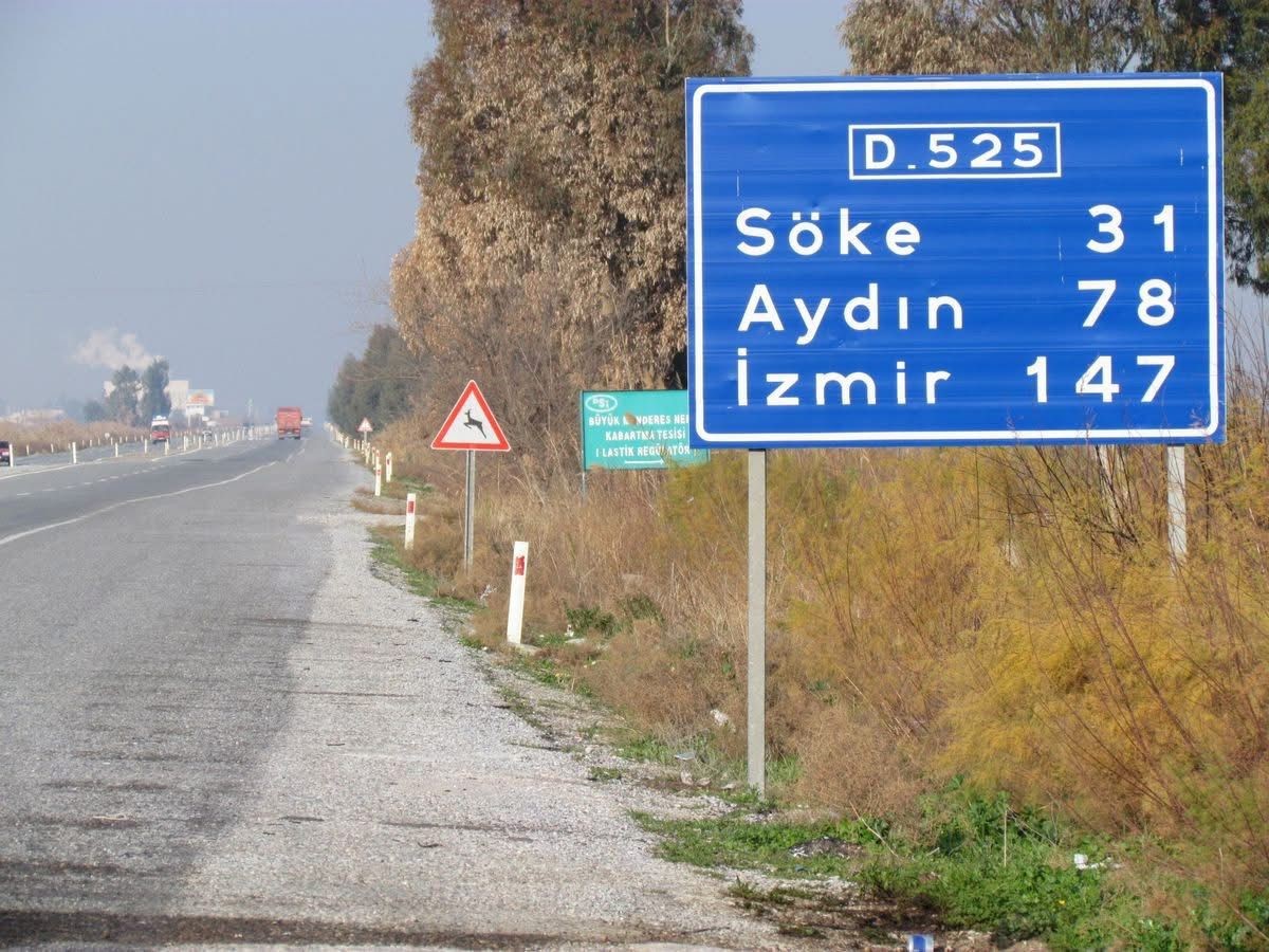 Bir Saz Kedisi daha canından oldu! ‘Çok nadir ve önemli bir türü daha kaybettik’