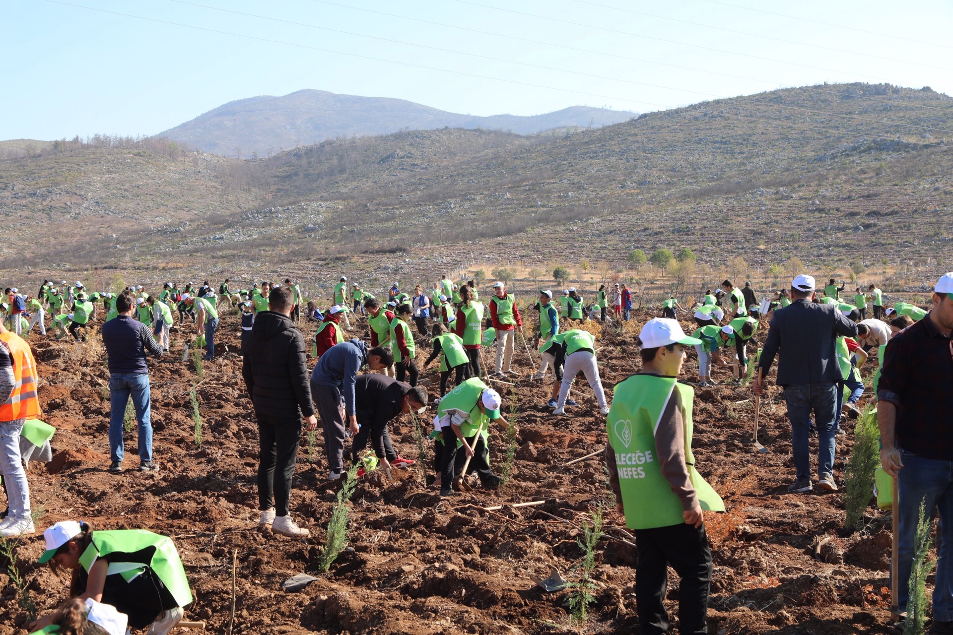 Bodrum’da yanan ormanlara 1600 fidan diktiler